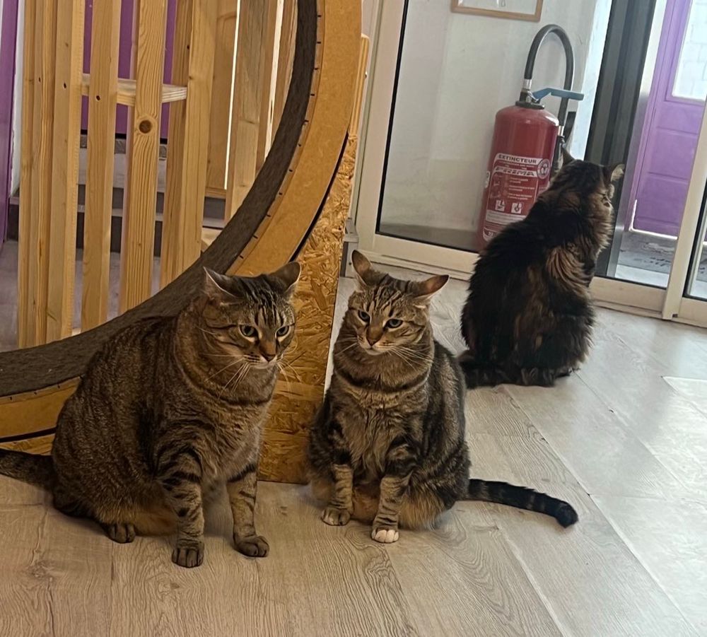 3 cats sitting on floor with annoyed faces 