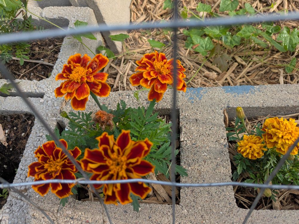A close up of marigold flowers growing in cinderblocks. These have scarlet flowers with petals rimmed in gold. 