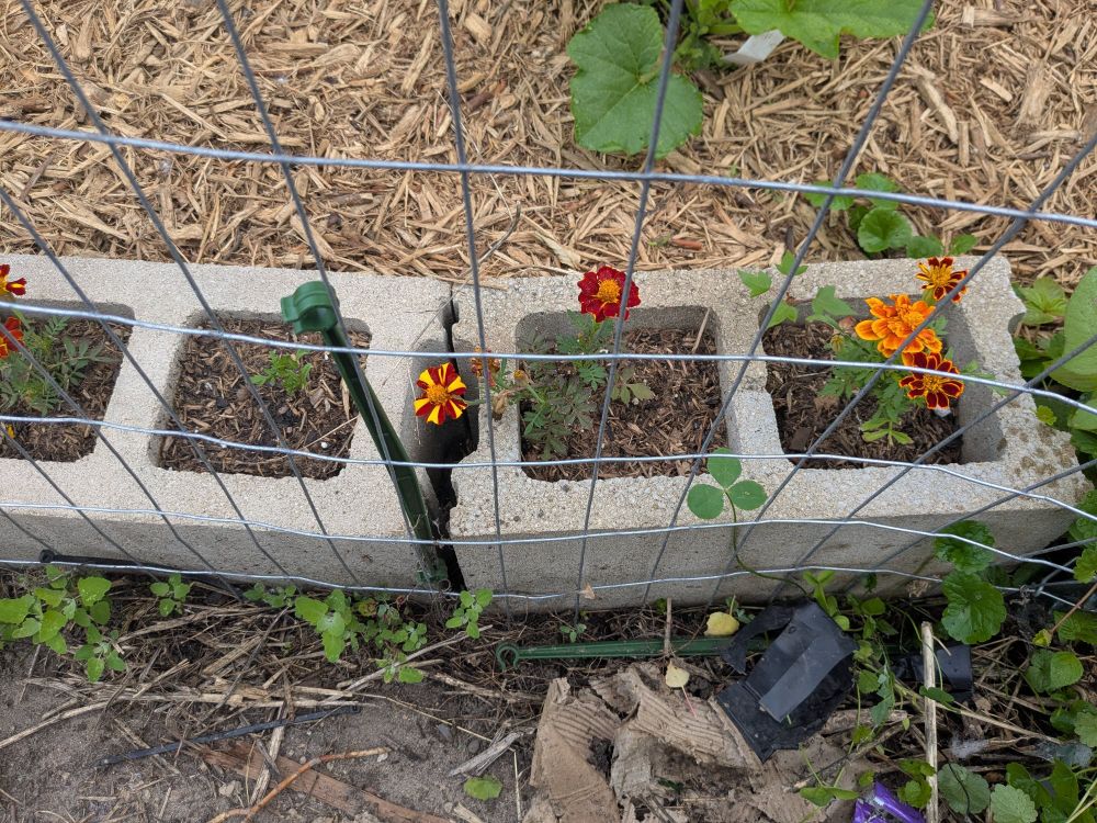 A close up of marigold flowers growing in cinderblocks. Here one flower is striped with yellow and red, one is scarlet, and one had scarlet petals each of which is rimmed with gold. 