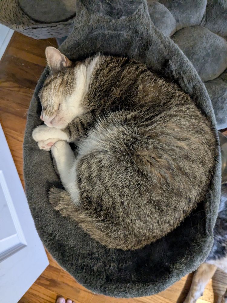 A small brown tabby bobtail cat with white tuxedo markings curls into a near perfect circle.