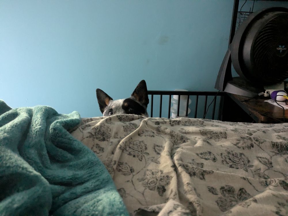 A blue heeler peers over a mattress at the observer. Only her eyes and ears are visible. The effect is very Jaws. 