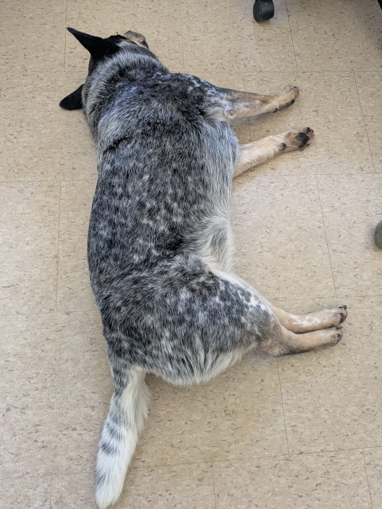 A blue heeler lying on her side on an office floor, apparently unconscious.