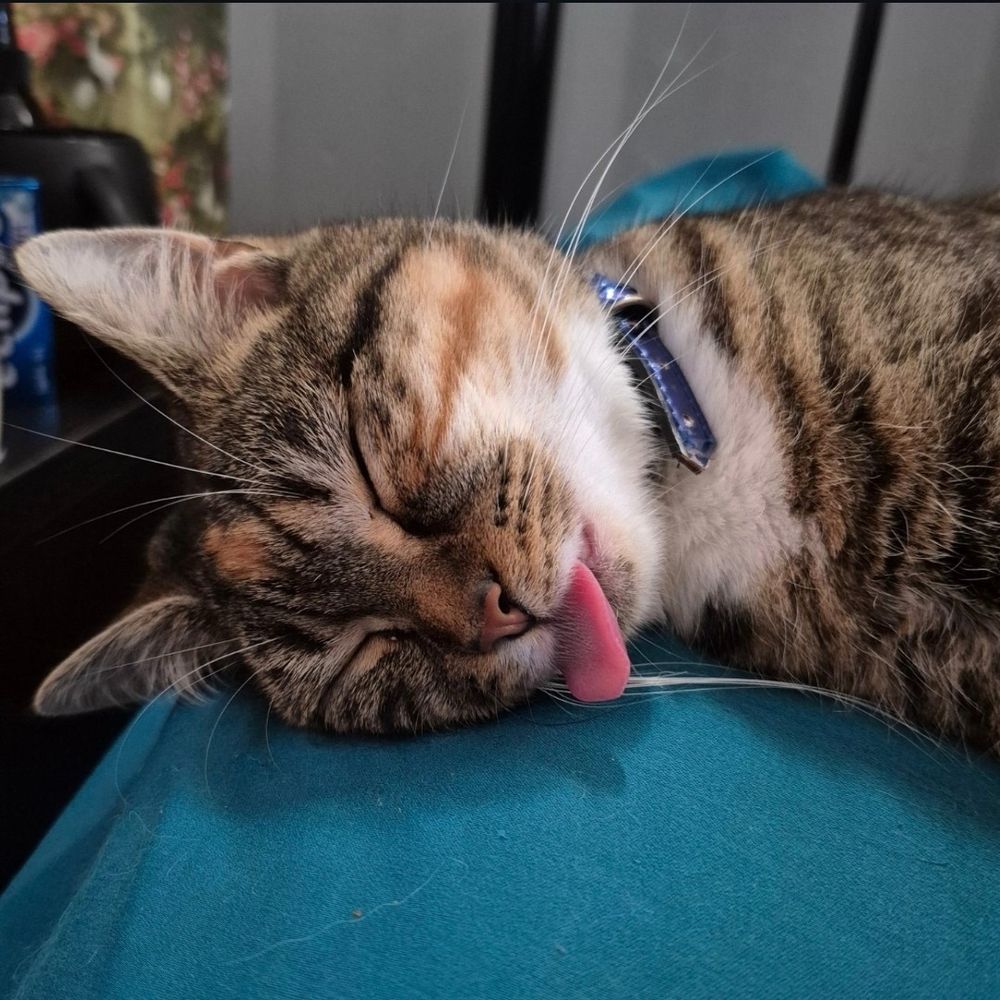 A brown tabby cat's sleeping head on a teal sheet. Her tongue is hanging out a full centimetre.