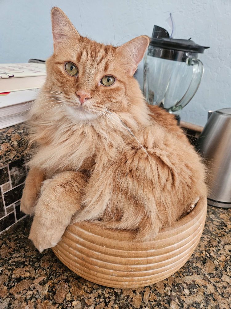 Longhair ginger cat partway sitting in the same wooden salad bowl with his front legs hanging out. I read his expression as, see, I fit! 