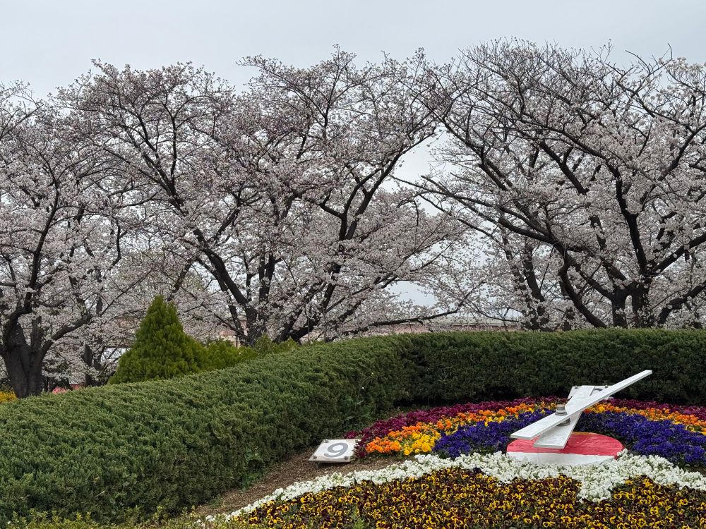 小菅西公園の桜その1