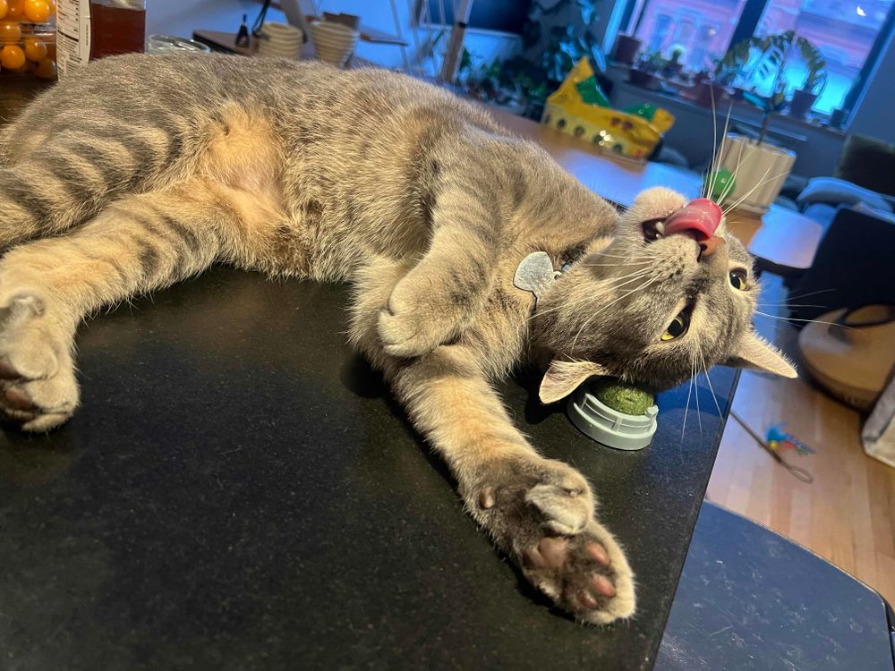 cat tongue