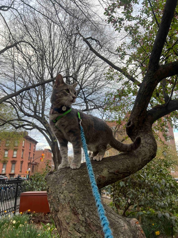 cat in a tree