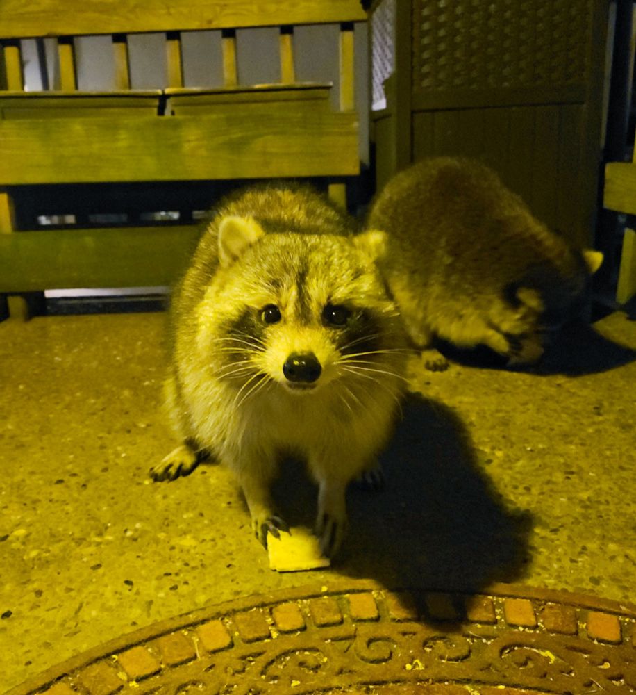 Cute raccoons eating pop tarts 