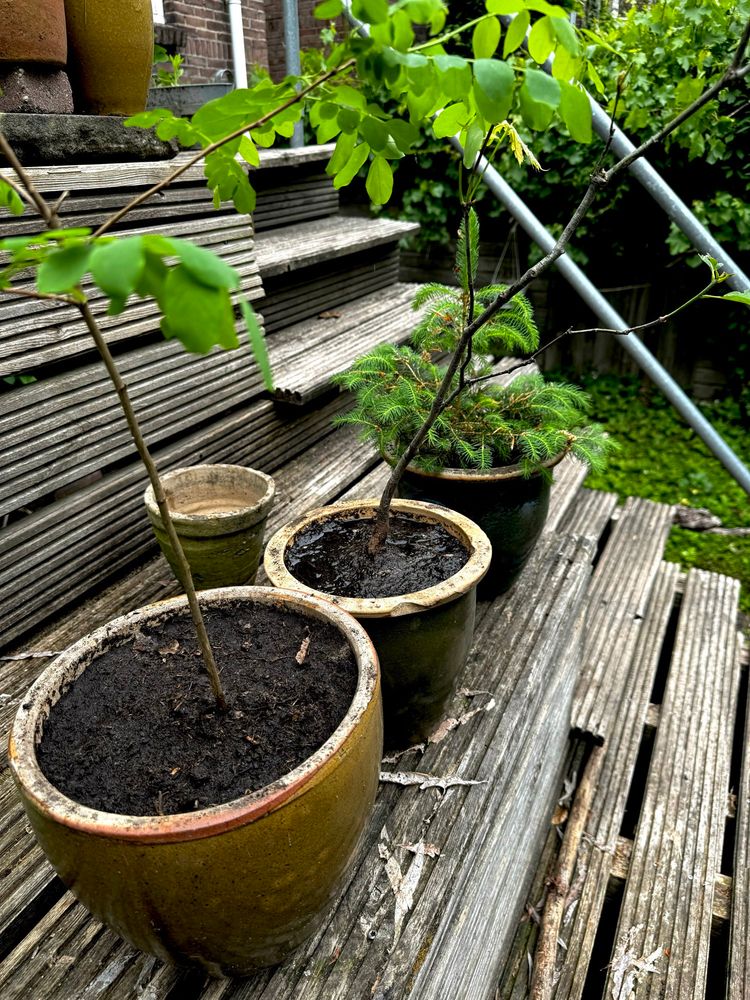 Drie potten op een houten vloer met daarin loten van bomen
