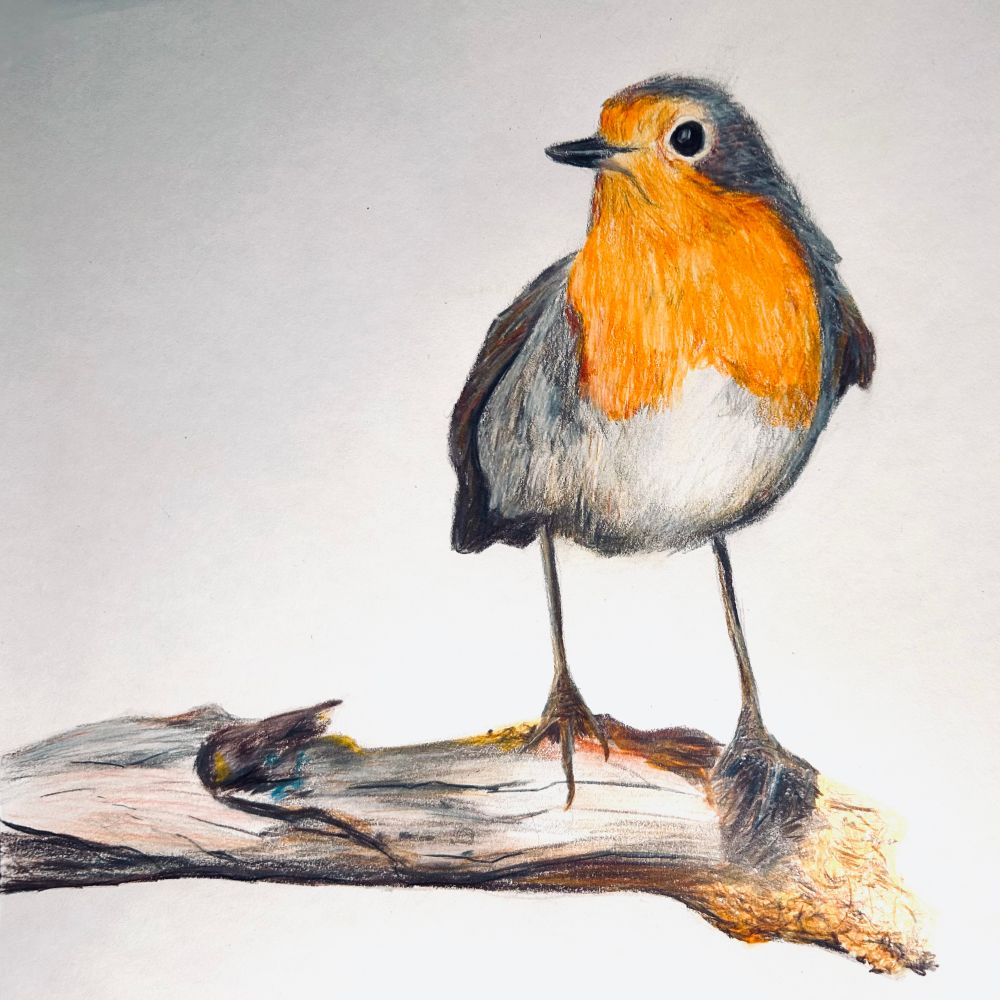 A sketch of a robin perched on a branch 