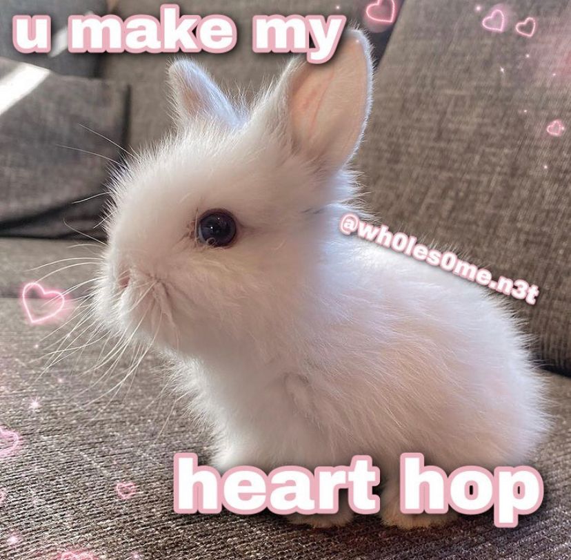 An edit, credited to @/wh0les0me.n3t via signature, of a close-up photo of small white bunny sitting on a couch, with pink-and-white text edited atop reading “u make my heart hop” and various pink hearts and sparkles around the image