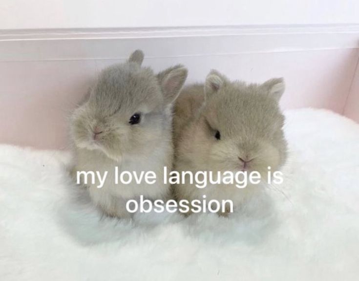 A photo of two bunnies sitting next to each other on a soft white fabric, with text edited atop of them reading; “my love language is obsession” in white; not my image, bunnies, or edit, likely acquired via Pinterest or a similar platform 