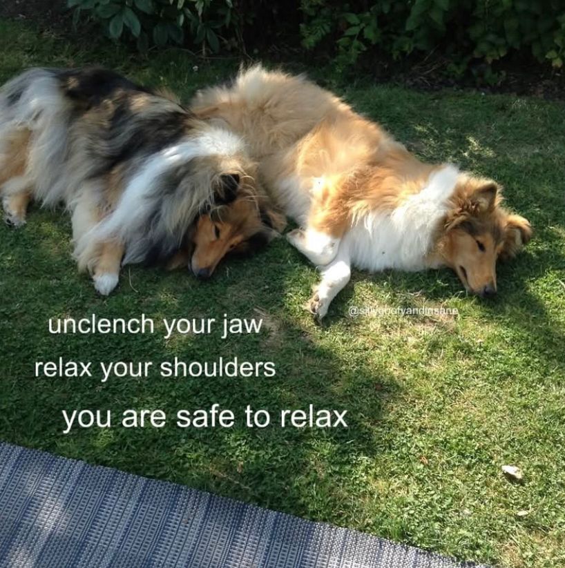 A photo of two dogs laying in the grass that has been edited to have white text reading “unclench your jaw, relax your shoulders, you are safe to relax”; not my image or edit, likely acquired via IG or Pinterest, the edit is credited via watermark to @/sillygoofyandinsane