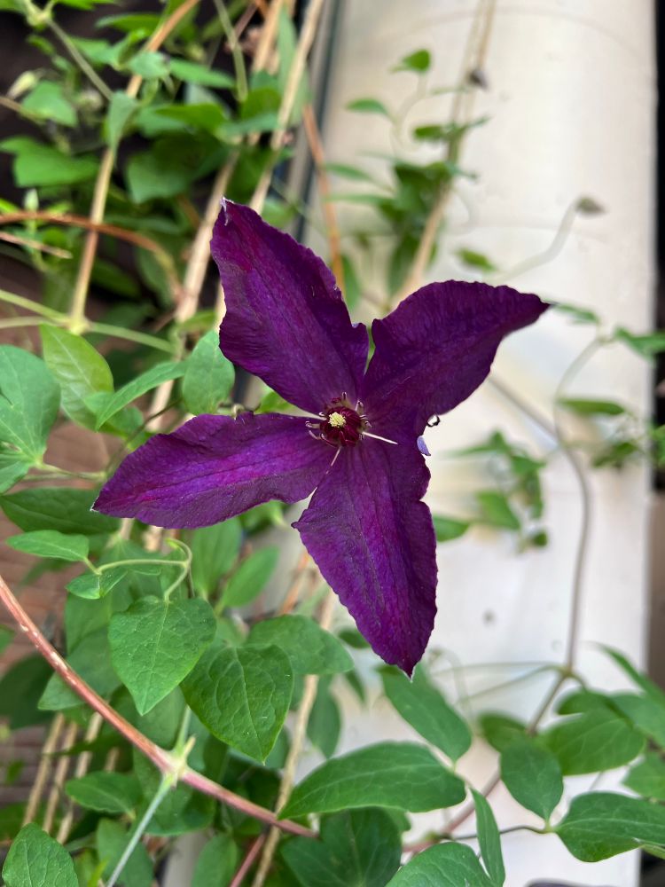 Clematis