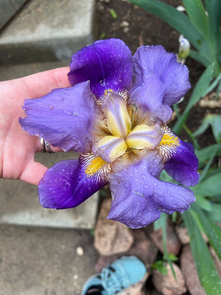 Monster Iris