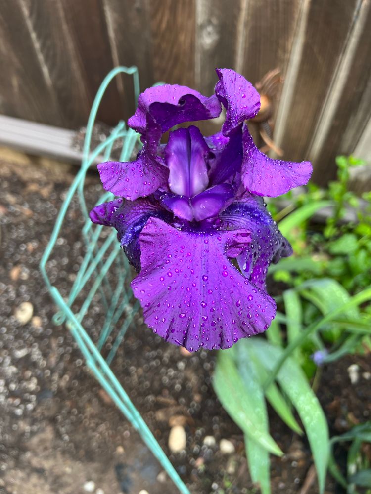 Deep purple Iris