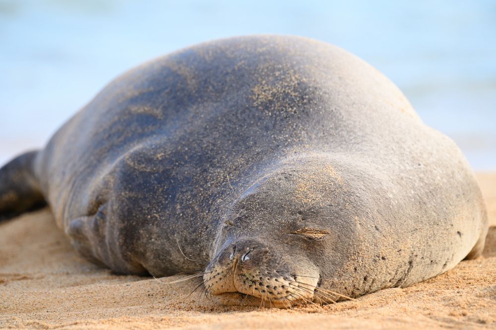 A Hawaiian monk seal rests facing the camera on powdery soft sand.  The seal's sand-covered body fills the frame, it's a chonker.