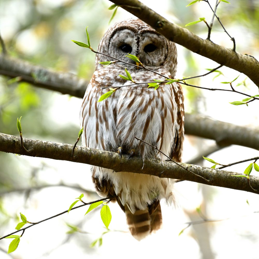 a Barred Owl perched staring at the camera, a green leafy branch slightly obscures their beak and chest.