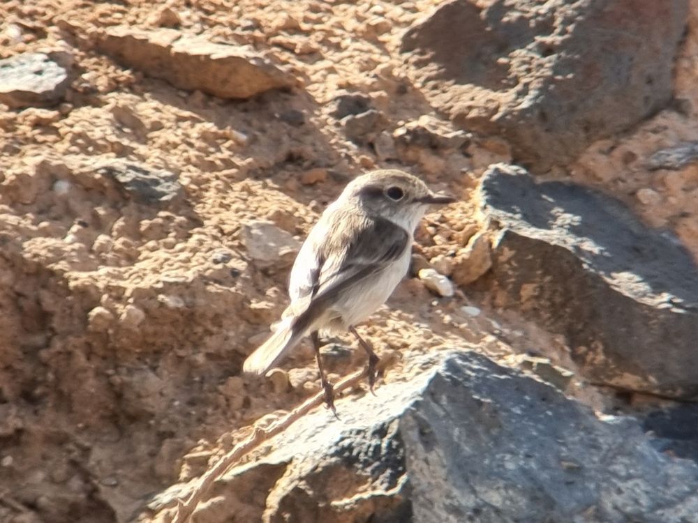 Fuerteventura Stonechat 
