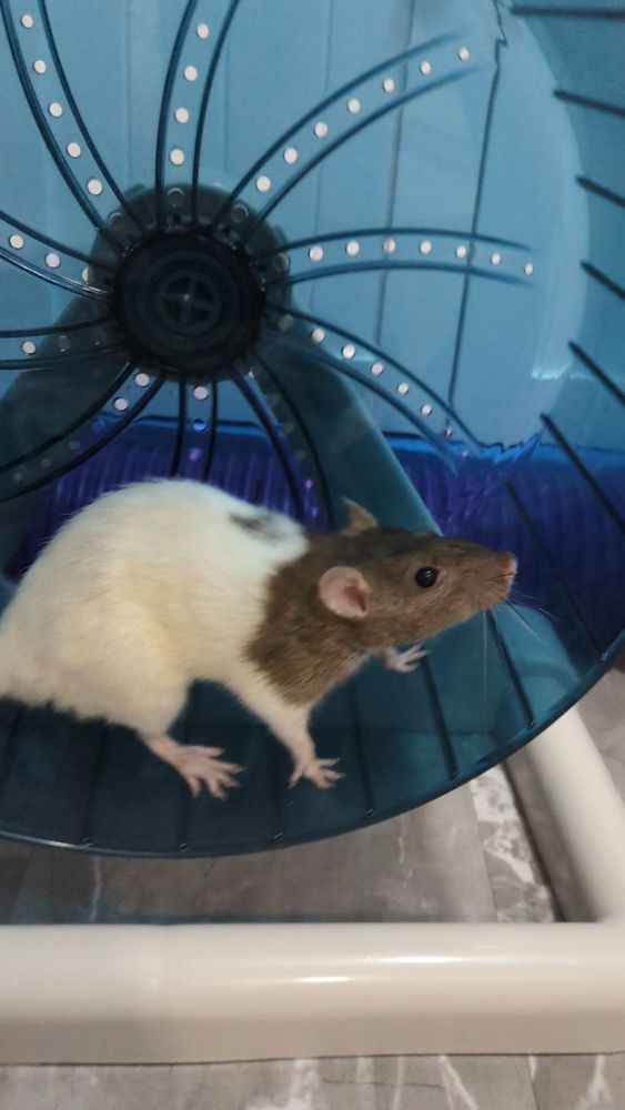 Kix is a small white rat with a tan agouti hood and spot on her back. She is standing on a blue Full Cheeks brand wheel located in the free roam space. Kix is giving the camera strong side eye and is facing sideways to the camera. 