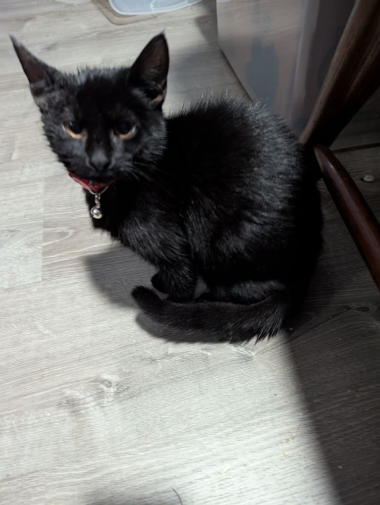 Cranky black kitten who got GUNKY and then WET this morning.