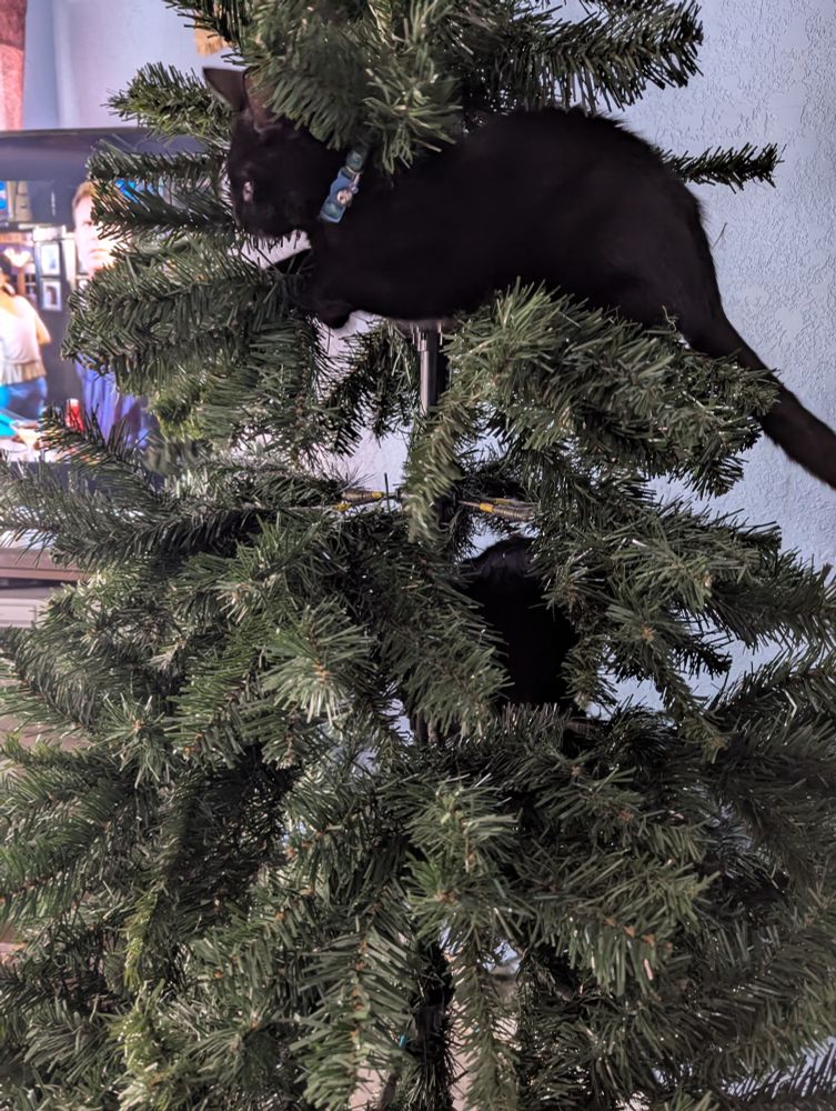 Two black kittens climbing in their new indoor tree.