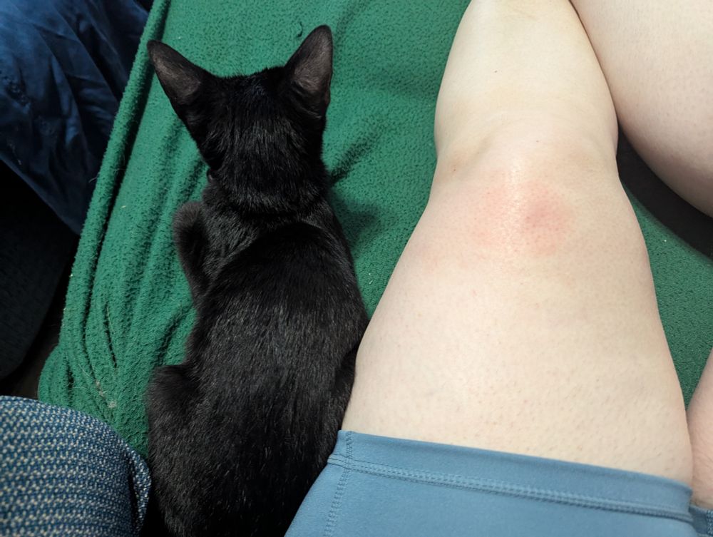 Black kitten next to a pale bare leg with a pink spot above the knee.