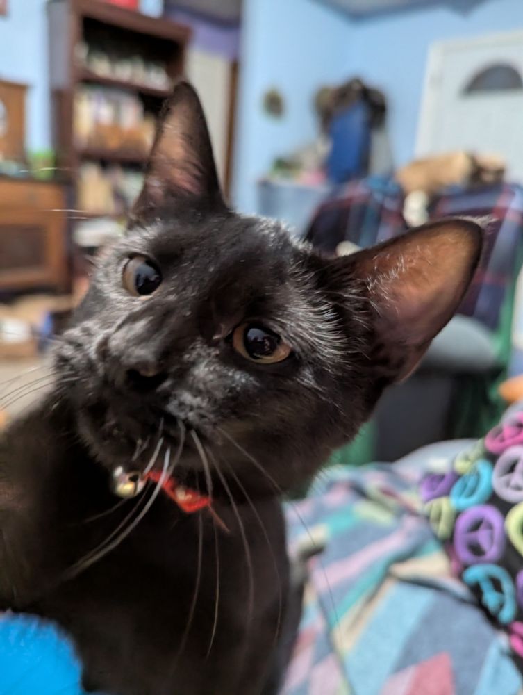 Black kitten climbing me for attention.