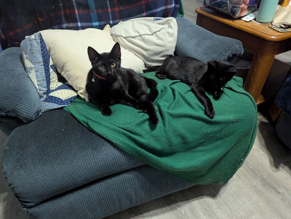Ninja (red collar) and Super Dave (blue collar) lounging on a recliner together.
