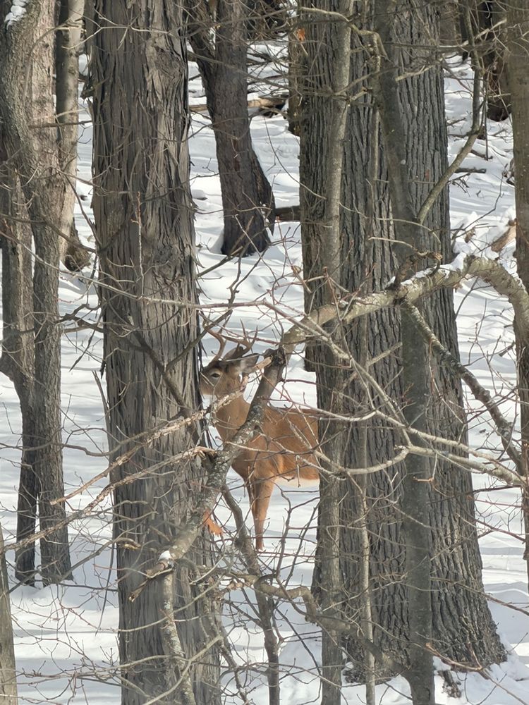 8 point whitetail buck