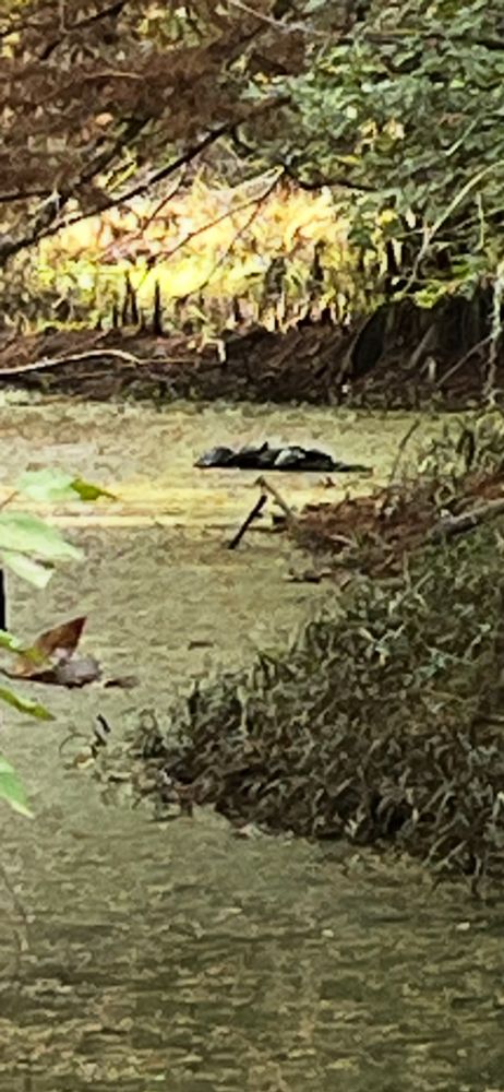 An enlarged image of the turtles.