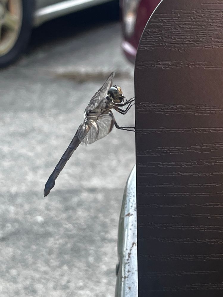 Side view of dragonfly.