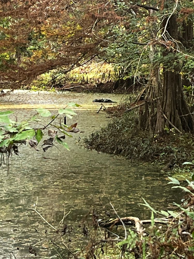 Turtles on debris in the distance.