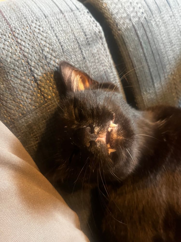 Stupid, malicious cat.