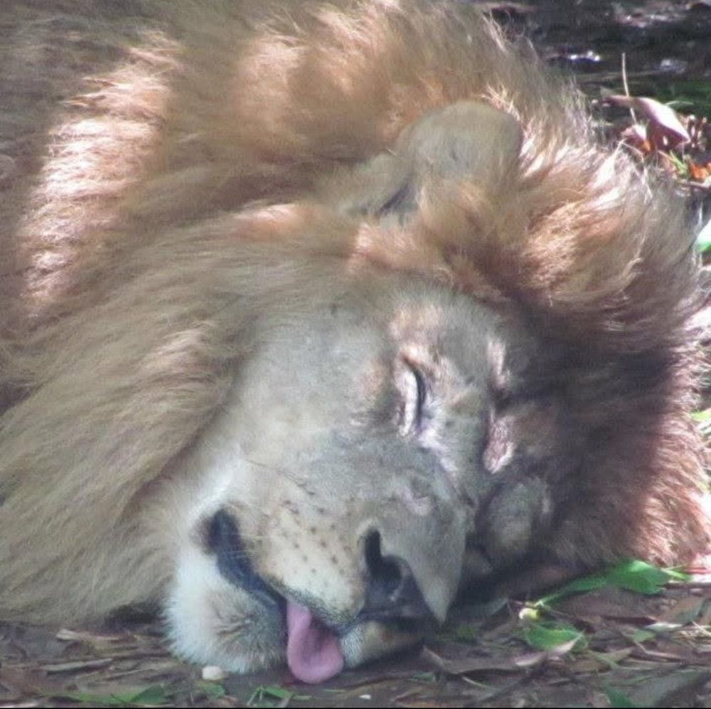A sleeping lion at the New Orleans zoo.