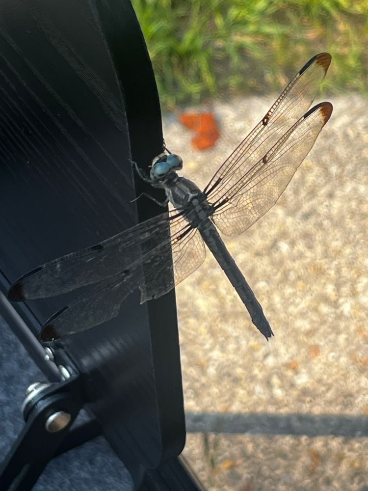 Dragonfly as seen from above.