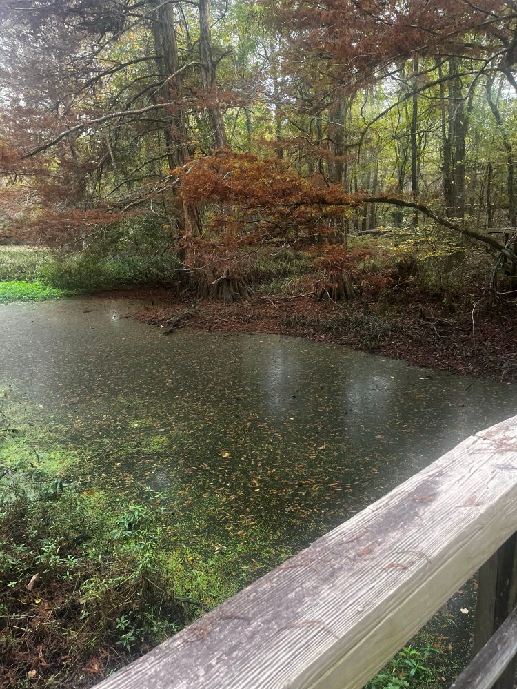 Louisiana’s Bayou Castine. 