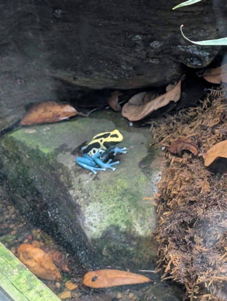 A small bright yellow and blue frog sitting on a rock.