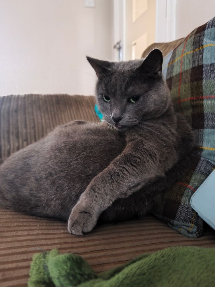 Cosmo, a grey cat with green eyes looking over his shoulder while sat on a sofa