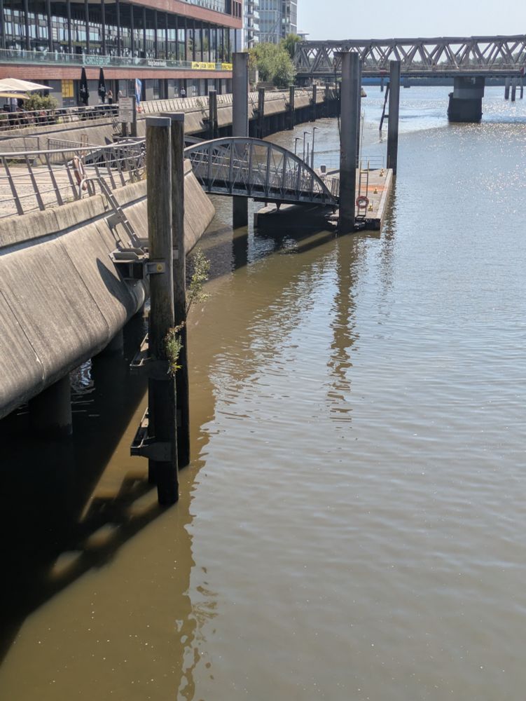 Duckdalbe, aus der ein Ast herauswächst