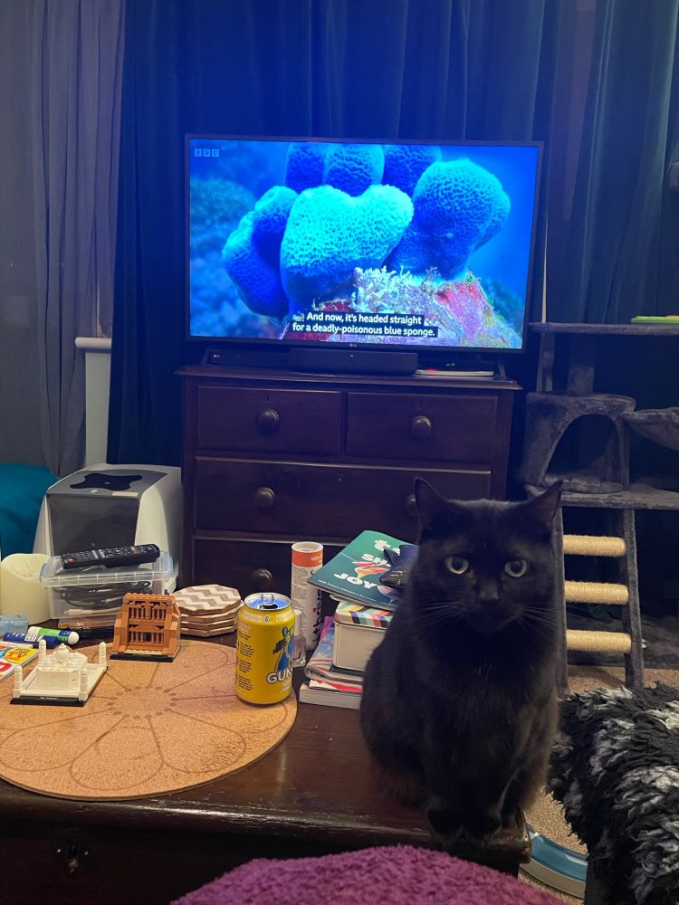 Jolene, a black bobtail cat, sits on the very very corner of a wooden chest with paws very neatly aligned. She is looking very proud of the two tiny LEGO architecture models to the left of her, even though she clearly didn’t build them herself. A nature programme is playing on the TV behind her.