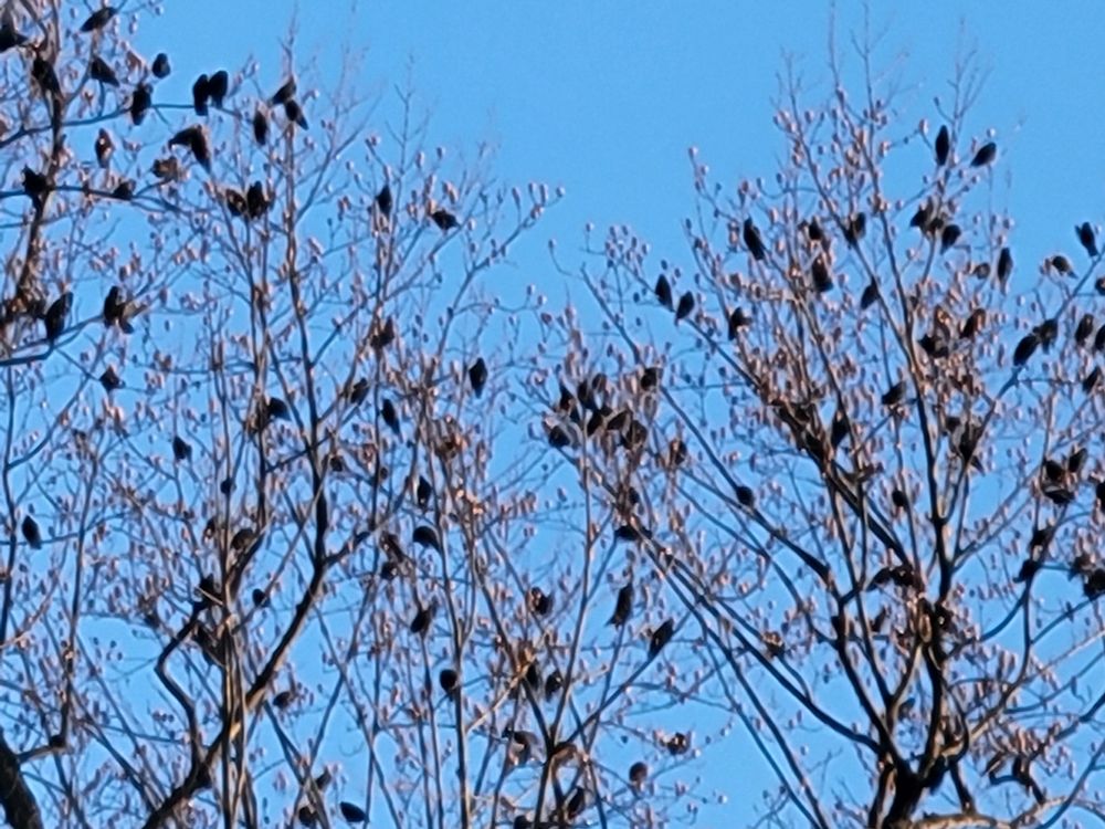 treetop filled with birds that will not shut the fuck up