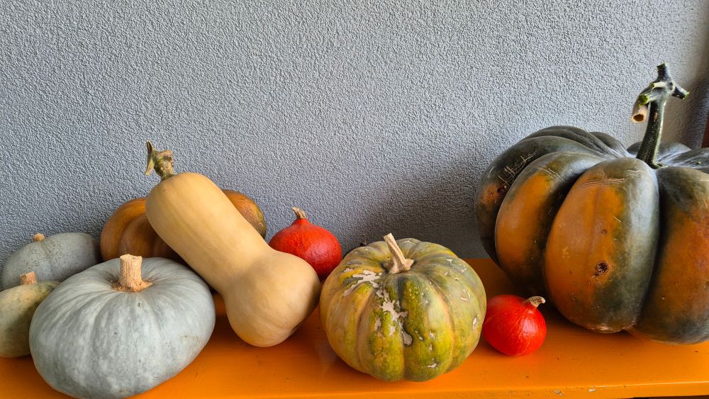9 pumpkins sitting on an orange bench, including 3 blue Hungarian, muscat, butternut, hokkaido, and a very large muscat on the far right.