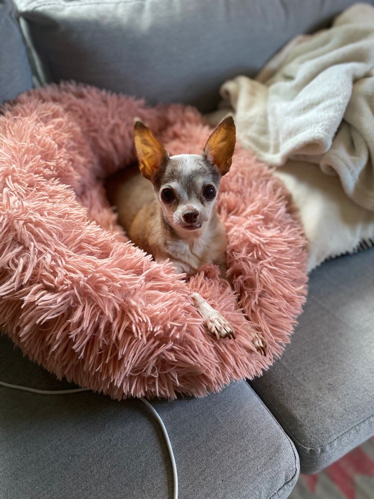 Picture of a small brown and white chihuahua dog sitting in a fluffy pink dog bed on a grey couch. She is looking at the camera and her ears are very alert and standing straight up.