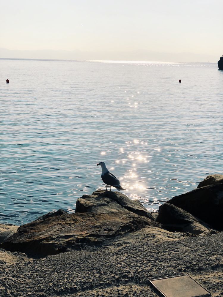 Pavana posada sobre una roca frente al mar con el sol de fondo