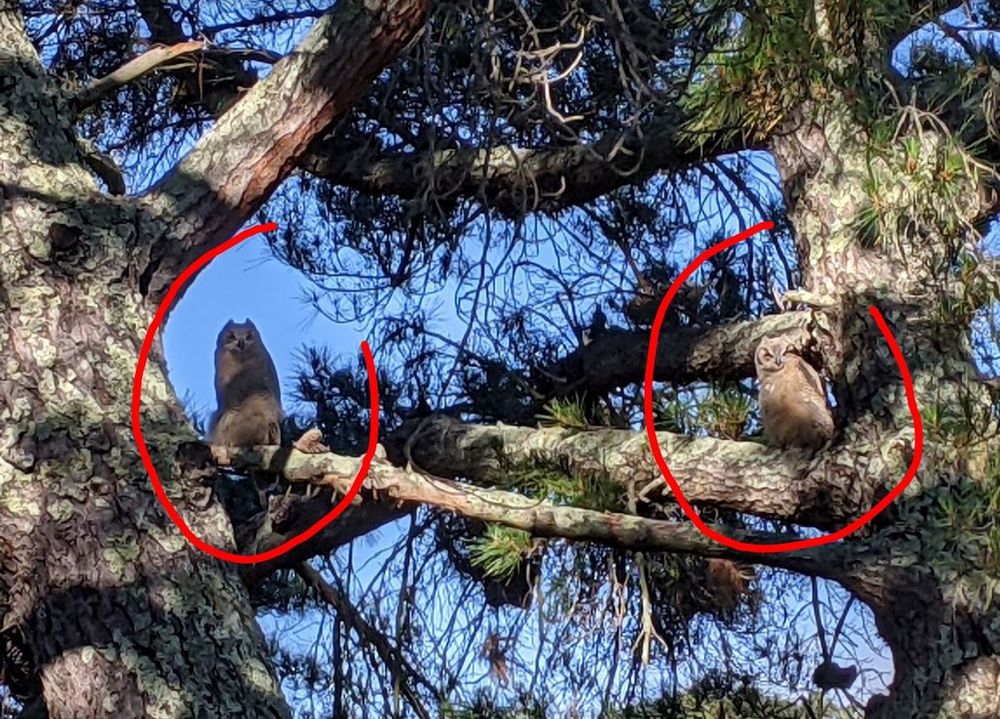 2 owls on a branch - looking like brother & sister 
