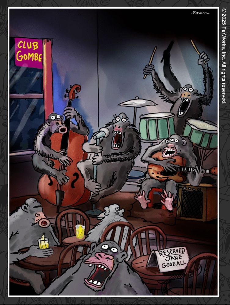 A 2025 comic by Gary Larson. The interior of a chimpanzee venue called "Club Gombe." Four chimpanzees are wildly screeching or singing on stage and playing instruments. Three others that we can see sit close to the stage. They are drinking beverages with unpeeled bananas floating in the glasses, and also making noise, apparently. One empty table in the corner has a sign that reads "Reseved. Jane Goodall."