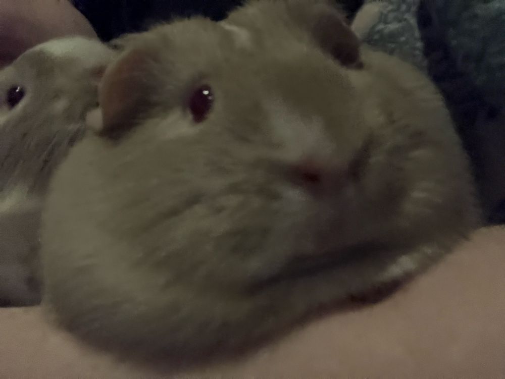 A tan guinea pig laying in a way that shows off her double chin