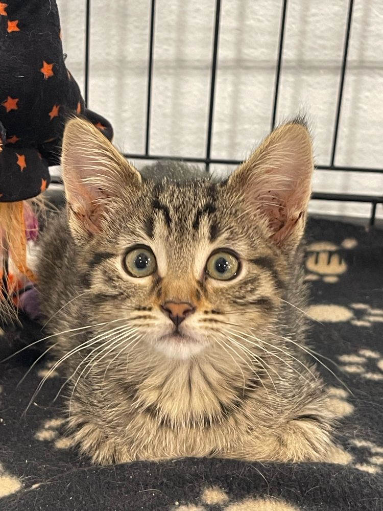 Tabby kitten with long white whiskers