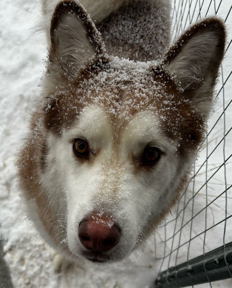 my husky with snow all over his head 